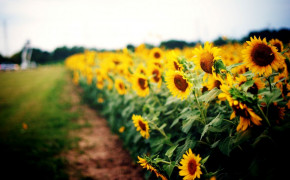 Sunflower Field Wallpaper 1596x966 57063