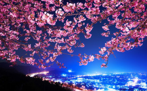 Japanese Cherry Blossom Wallpaper 1920x1200 56725