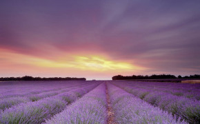 Lavender Field Wallpaper 1251x834 56778