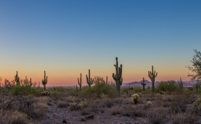 Cactus Desert Wallpaper 3840x2560 56536