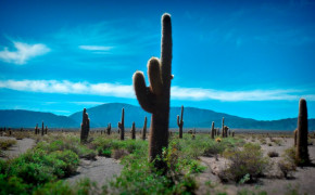 Cactus Desert Wallpaper 1245x700 56529