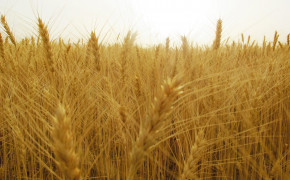 Wheat Field Wallpaper 3200x2400 57165