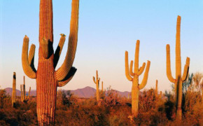Cactus Desert Wallpaper 1900x1200 56545