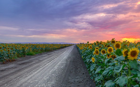 Sunflower Field Wallpaper 2560x1440 57068