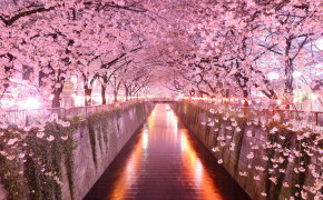 Cherry Blossom Tree Wallpaper 2048x1367 56565