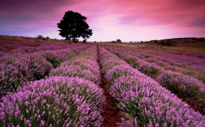 Lavender Field Wallpaper 1366x768 56779