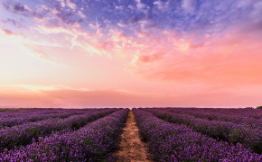 Lavender Field Wallpaper 2560x1700 56789