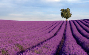 Lavender Field Wallpaper 1251x834 56777