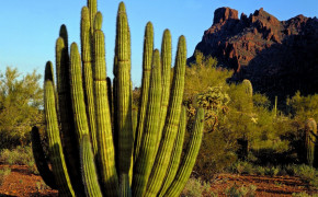 Cactus Desert Wallpaper 2560x1920 56543