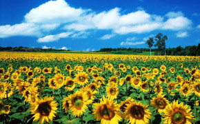Sunflower Field Wallpaper 1280x1024 57037