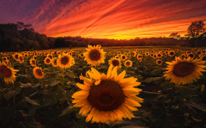 Sunflower Field Wallpaper 5120x2880 57056