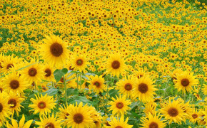 Sunflower Field Wallpaper 1920x1200 57052
