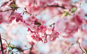 Japanese Cherry Blossom Wallpaper 2732x2732 56728