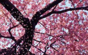 Japanese Cherry Blossom Wallpaper 1280x720 56727