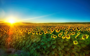 Sunflower Field Wallpaper 1280x800 57042
