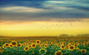 Sunflower Field Wallpaper 3840x2160 57031