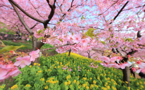 Japanese Sakura Wallpaper 2560x1600 56733