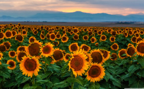 Sunflower Field Wallpaper 2880x1800 57038