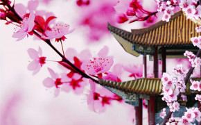 Japanese Sakura Wallpaper 1280x800 56740