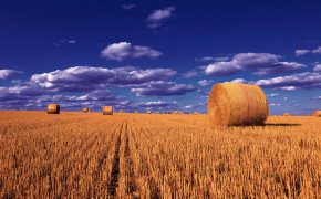 Wheat Field Wallpaper 3840x2400 57179