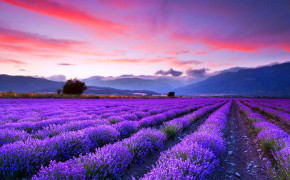 Lavender Field Wallpaper 1366x768 56775