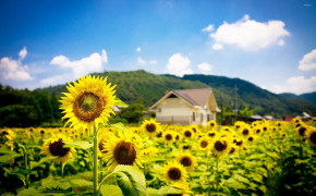 Sunflower Field Wallpaper 2560x1600 57055