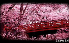 Japanese Sakura Wallpaper 1280x720 56739