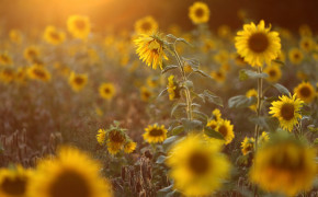 Sunflower Field Wallpaper 1332x850 57047