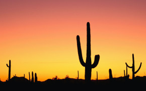 Cactus Desert Wallpaper 1920x1200 56546