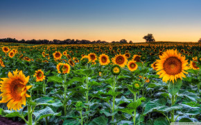 Sunflower Field Wallpaper 1920x1080 57051