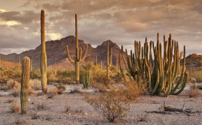 Cactus Desert Wallpaper 1536x1028 56531