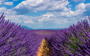 Lavender Field Wallpaper 3840x2400 56784