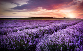 Lavender Field Wallpaper 1332x850 56788