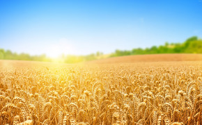 Wheat Field Wallpaper 3840x2160 57185