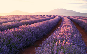 Lavender Field Wallpaper 3840x2160 56773