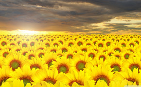 Sunflower Field Wallpaper 2560x1440 57062