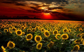 Sunflower Field Wallpaper 1920x1200 57032
