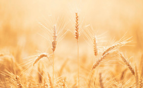 Wheat Field Wallpaper 2560x1440 57178