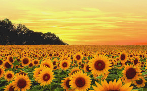 Sunflower Field Wallpaper 2048x1365 57036