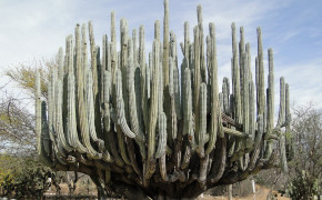 Cactus Desert Wallpaper 2560x1440 56547