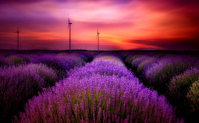 Lavender Field Wallpaper 1440x1280 56780