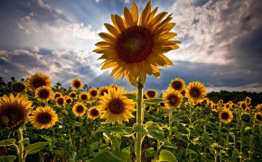 Sunflower Field Wallpaper 1920x1080 57030