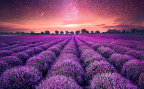 Lavender Field Wallpaper 3363x4204 56785