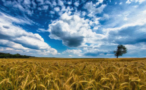 Wheat Field Wallpaper 3840x2160 57171