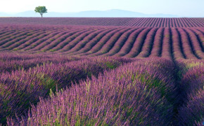 Lavender Field Wallpaper 1366x768 56794