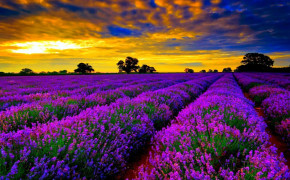 Lavender Field Wallpaper 1244x700 56774