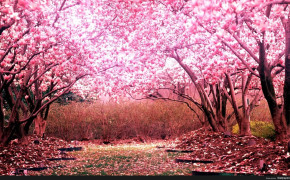 Cherry Blossom Tree Wallpaper 1920x1108 56560