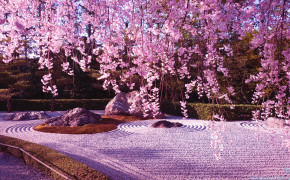 Cherry Blossom Tree Wallpaper 1920x1080 56563