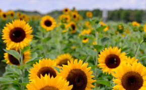 Sunflower Field Wallpaper 3088x3860 57065
