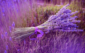 Lavender Field Wallpaper 2560x1600 56770
